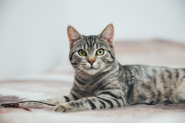 Beautiful tabby cat posing for the camera. Licking it's nose and fur and makes funny faces. 
