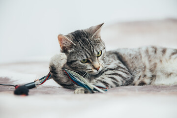 Beautiful tabby cat posing for the camera. Licking it's nose and fur and makes funny faces. 