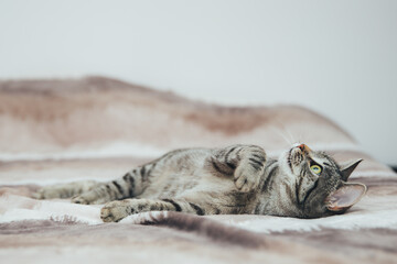 Beautiful tabby cat posing for the camera. Licking it's nose and fur and makes funny faces. 