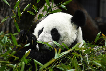 Close-up portrait of a lovely giant panda. The panda is eating a bamboo. Bamboo bear