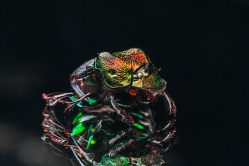 Macro shot of the exotic colourful beetle