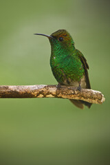 Coppery headed emerald  is perching on branch