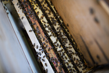 Top view of honeycomb frames in the hive.