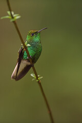 Coppery headed emerald  is perching on branch