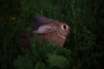 Naklejka na ściany i meble big grey rabbit sitting on green grass