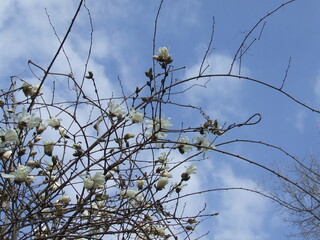 Magnolias in bloom in springtime, in upstate New York.