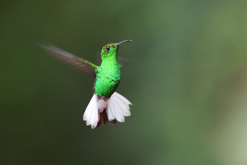 Fototapeta na wymiar Coppery headed emerald is flying