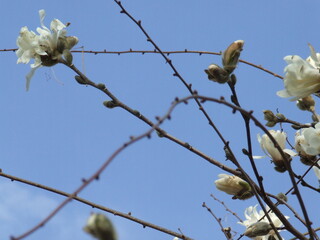 Magnolias in bloom in springtime, in upstate New York.