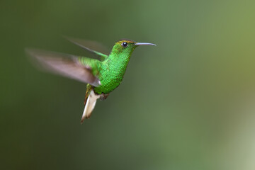 Coppery headed emerald is flying