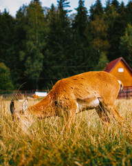 Bambi, fawn, animal
