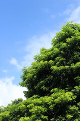 green tree and blue sky