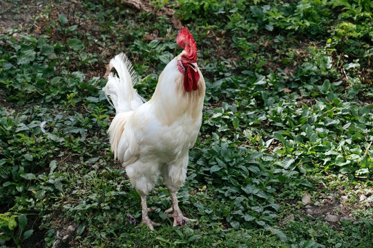 white domestic cock portrait on a background of green grass