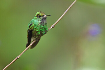 Coppery headed emerald  is perching on branch
