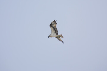 Hawk