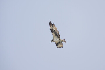 Hawk