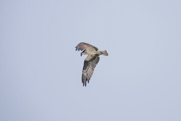 Hawk