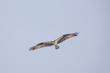 Hawk