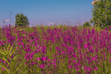 Obraz premium field of flowers