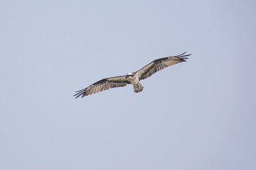 Hawk