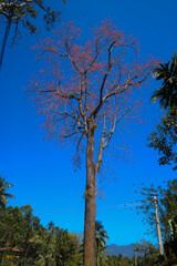 tree and sky