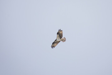 Hawk