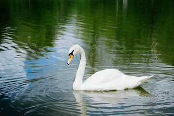 portrait of beautiful white swan swimming on a lake