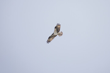 Hawk