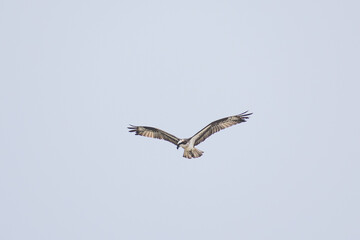 Hawk