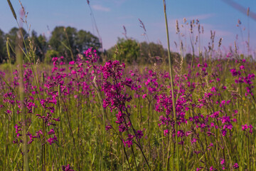 field of flowers