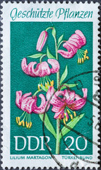 GERMANY, DDR - CIRCA 1969: a postage stamp from Germany, GDR showing protected plants: martagon,...