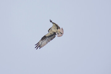 Hawk