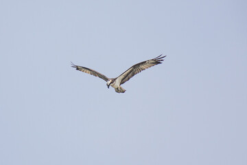 Hawk