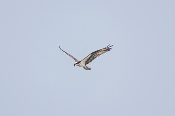 Hawk