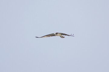 Hawk
