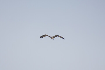 Hawk
