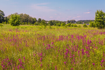 field of flowers