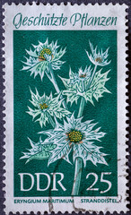 GERMANY, DDR - CIRCA 1969: a postage stamp from Germany, GDR showing protected plants: sea holly , eryngium maritimum