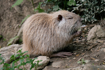 close up portrait of nutria water rat eating