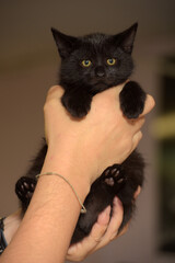 black cute kitten in hands close up
