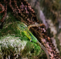 close up macro portrait of tiny green lizard sitting on a stone with green moss selective focus blurred background
