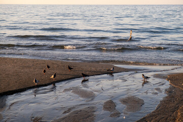 seagulls standing on the beach, Samsun, 2020