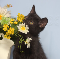 black cute kitten next to a pot of flowers