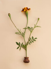 Marigold flowers in a clay vase on a  beige pastel paper background. Top view, floral background. Minimalism.