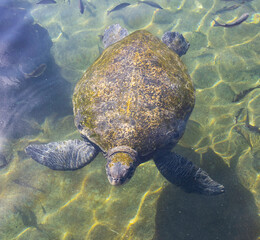 Obraz premium A Green Sea Turtle in Eilat, Israel