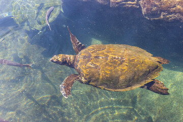 A Green Sea Turtle in Eilat, Israel