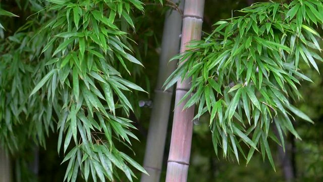 The scene of the wind in the bamboos is a classic and very old image from all over Asia, inspiring ancient poems, legends and even martial arts movies.