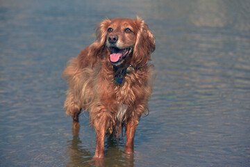 red english spaniel bathing and playing in the water