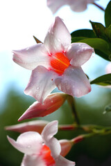 pink magnolia flower
