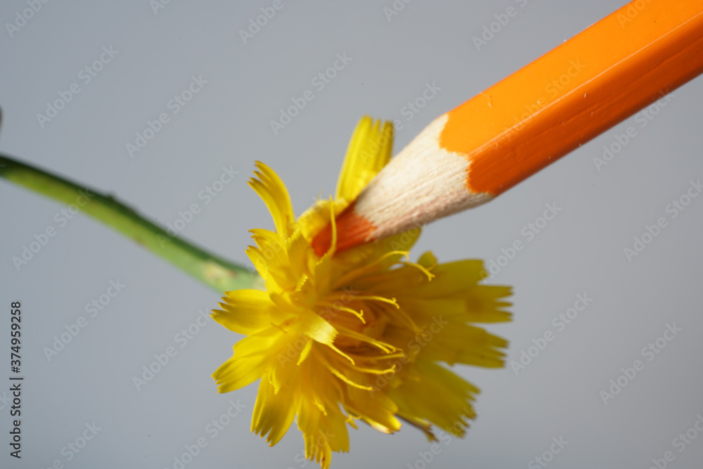 Sticker Closeup shot of an orange pencil and a yellow dandelion