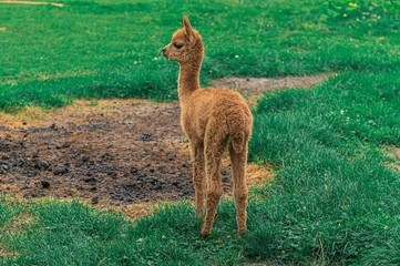 młoda brązowa alpaka na zielnoej trawie